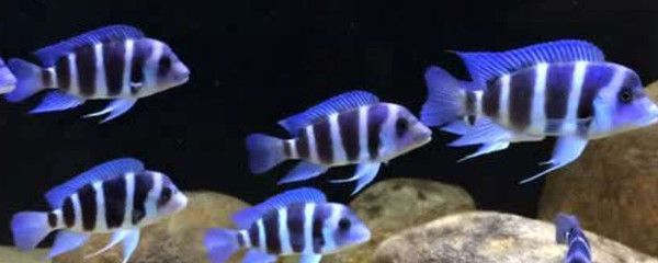 薩伊藍魚混養(yǎng)最佳伴侶選擇，薩伊藍魚混養(yǎng)環(huán)境要求,薩伊藍魚混養(yǎng)食物分配策略