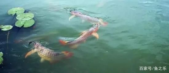 龍魚追咬虎魚怎么不讓他追咬，如何防止龍魚追咬虎魚