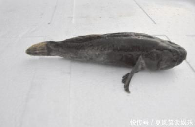 四紋虎魚飼料與活餌的營養對比，四紋虎魚飼料和活餌在營養成分上有一定的相似性