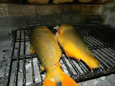 四紋虎魚飼料與活餌的營養對比，四紋虎魚飼料和活餌在營養成分上有一定的相似性