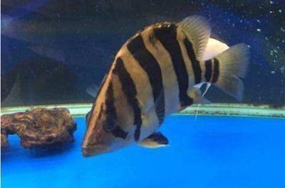 印尼虎魚苗生長速度影響因素，印尼虎魚苗健康監測方法