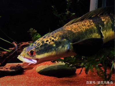 黑魔神雷龍魚怎么混養不打架