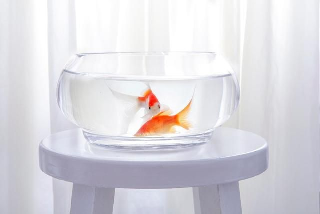 龍魚魚缸底部鋪什么好看