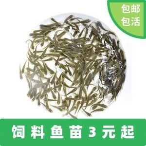 金龍魚吃小活魚好嗎