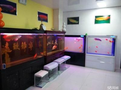 龍魚專賣店門面圖片大全，廣州龍魚專賣店門面圖片大全