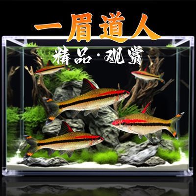 黑影道人魚適宜的水草種類，關于黑影道人魚適宜的水草種類沒有完全相關的直接答案