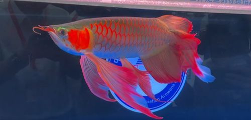 魟魚盤徑是看長還是寬：魟魚的盤徑是看長還是寬