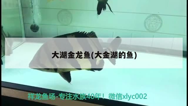 漢江超白魚缸怎么樣（武漢哪里有專賣魚缸的地方）