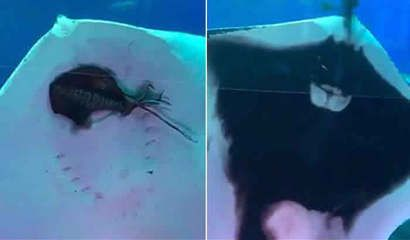 魟魚脫肛自己能回去嗎：魟魚脫肛是否能自己回去取決于脫肛的嚴重程度
