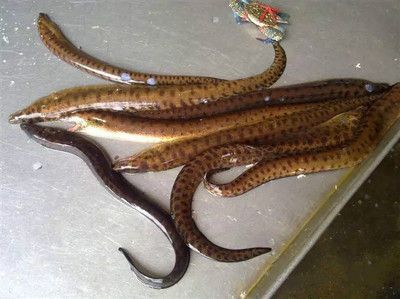 魟魚脫肛自己能回去嗎：魟魚脫肛是否能自己回去取決于脫肛的嚴重程度