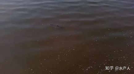 龍魚缸維他命使用方法，黑水素與維他命配比指南,