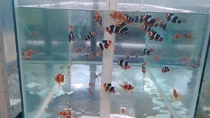 虎紋銀板魚常見疾病預防，虎紋銀板魚常見疾病及其預防措施