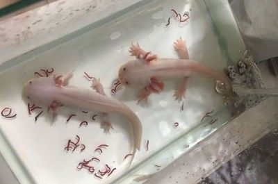 龍魚分不分公母
