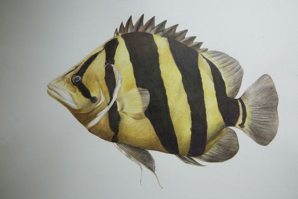 泰國虎魚與其他魚類捕食方式比較，泰國虎魚以其獨特的捕食方式在魚類中獨樹一幟與其他魚類相比