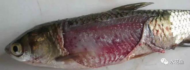 如何判斷虎魚是否感染真菌，如何判斷虎魚是否感染了真菌