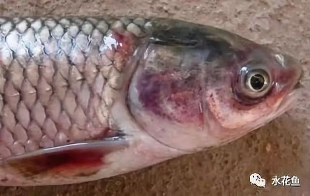 如何判斷虎魚是否感染真菌，如何判斷虎魚是否感染了真菌