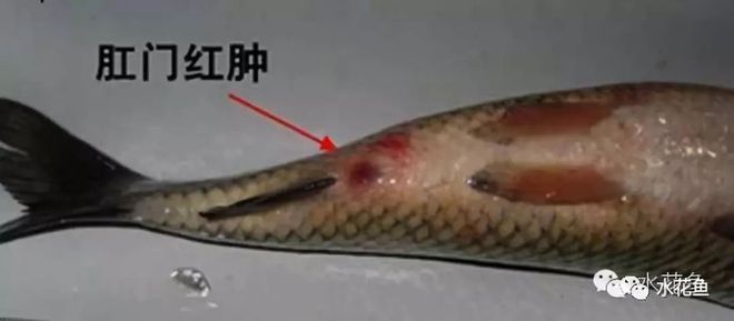 如何判斷虎魚是否感染真菌，如何判斷虎魚是否感染了真菌