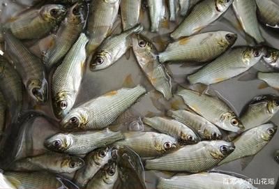 龍魚的缸里水渾濁怎么辦