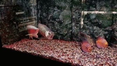 龍魚多少度合適繁殖
