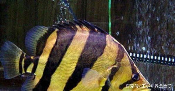 泰國虎魚飼養環境布置，關于泰國虎魚飼養環境布置的一些建議