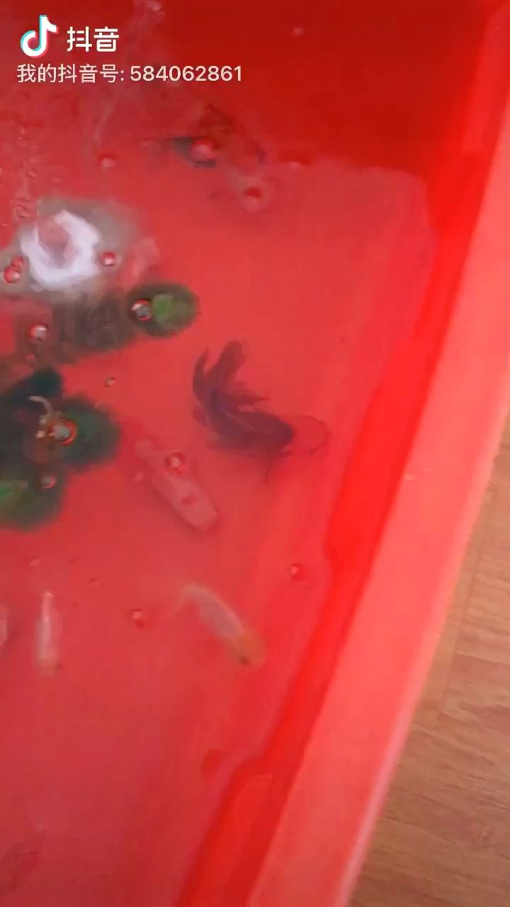 安陽二手魚缸市場在哪里呀多少錢（安陽二手魚缸市場在哪里呀多少錢一個）