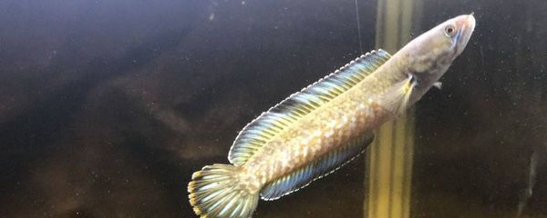 虎魚適應新環境的技巧，如何判斷虎魚適應新環境，虎魚適應新環境