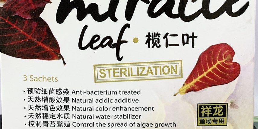 欖仁葉，欖仁葉是一種常見的中藥材，欖仁葉，常見中藥材及其應用，欖仁葉的常見應用與藥用價值，欖仁葉的常見應用與藥用價值解析 欖仁葉，欖仁葉是一種常見的中藥材，欖仁葉，常見中藥材及其應用，欖仁葉的常見應用與藥用價值，欖仁葉的常見應用與藥用價值解析 混養魚（配魚） 第2張