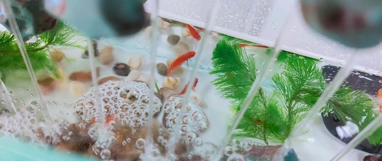 魔魚（MOMOYOO）魚缸，魔魚觀山斗魚缸mini的價格