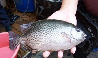 銀鼓魚苗混養的最佳伴侶選擇，銀鼓魚苗混養的最佳伴侶選擇包括多種小型魚類如七彩魚等