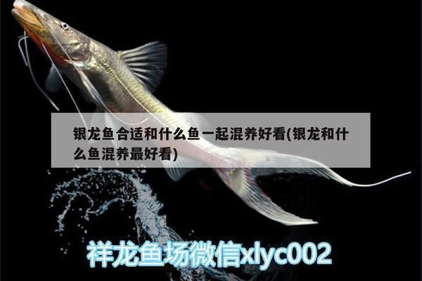 銀鼓魚苗混養的最佳伴侶選擇，銀鼓魚苗混養的最佳伴侶選擇包括多種小型魚類如七彩魚等