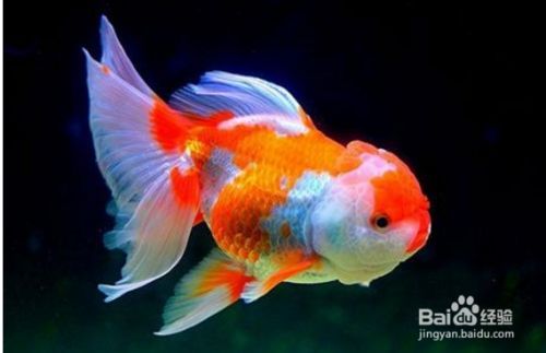 觀賞魚繁殖常見問題及解決，觀賞魚繁殖中常見的問題及其解決方法及其解決方法