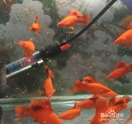 觀賞魚繁殖常見問題及解決，觀賞魚繁殖中常見的問題及其解決方法及其解決方法