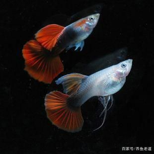 觀賞魚繁殖常見問題及解決，觀賞魚繁殖中常見的問題及其解決方法及其解決方法