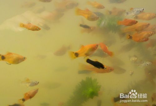 觀賞魚繁殖常見問題及解決，觀賞魚繁殖中常見的問題及其解決方法及其解決方法