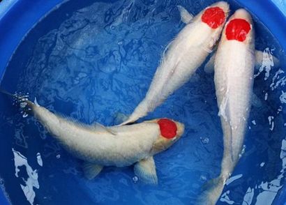 印尼小紅龍魚價格走勢分析圖：印尼小紅龍魚價格走勢分析，市場風云下的珍稀寵物經濟洞察