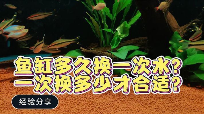 魚缸可以多久不換水，如何判斷魚缸換水的最佳時間段不同魚種對換水頻率的要求
