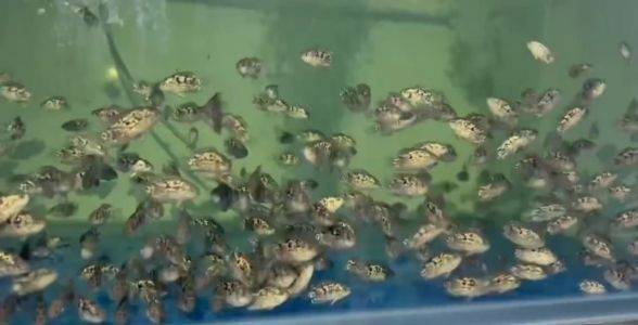 [2025]銀河星鉆魚：水族箱中的璀璨星辰