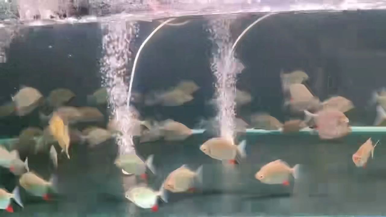 委內瑞拉紅勾丁魚：委內瑞拉紅勾丁魚是一道源自委內瑞拉的美食 委內瑞拉紅勾丁魚：委內瑞拉紅勾丁魚是一道源自委內瑞拉的美食 委內瑞拉紅勾丁魚