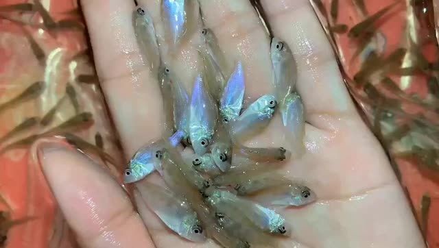 朱巴利魚苗批發：朱巴利魚苗批發中我們提供多種規格的魚苗包括不同顏色和大小 朱巴利魚苗批發：朱巴利魚苗批發中我們提供多種規格的魚苗包括不同顏色和大小 朱巴利魚