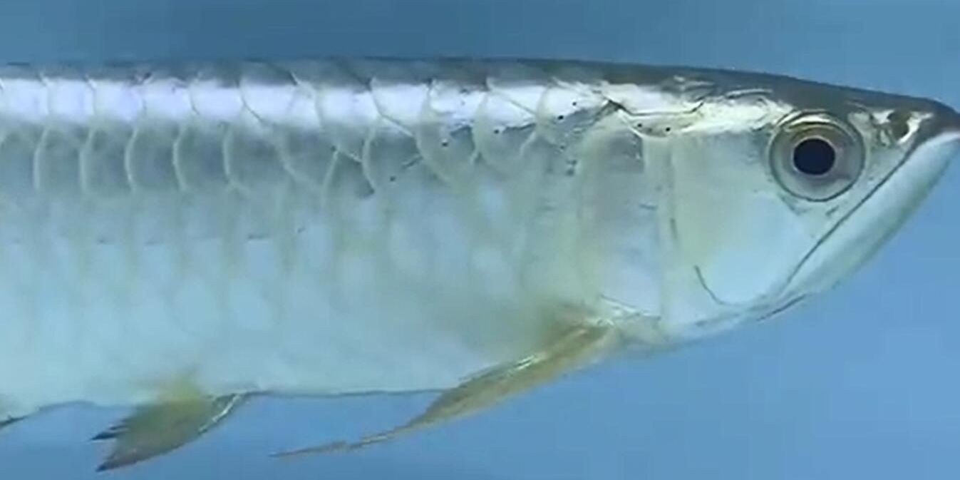 白條過背金龍魚：白條過背金龍魚的飼養技巧
