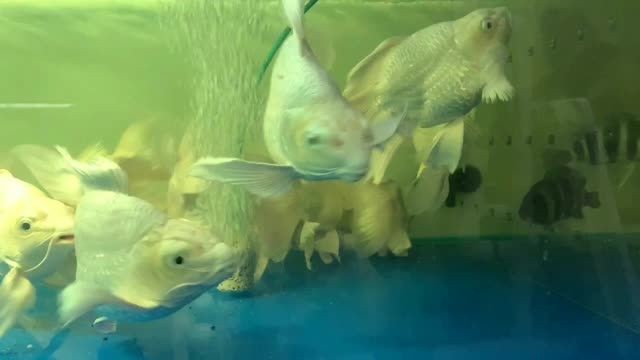 獅子頭短身蝴蝶鯉：獅子頭短身蝴蝶鯉是一種魚類，以其獨特的形態和色彩而受到人們喜愛