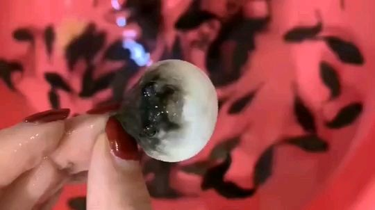 斑馬狗頭魚：斑馬狗頭魚是一種小型的淡水魚類，以其獨特的黑白條紋外觀而廣為人知 斑馬狗頭魚：斑馬狗頭魚是一種小型的淡水魚類，以其獨特的黑白條紋外觀而廣為人知 斑馬狗頭魚