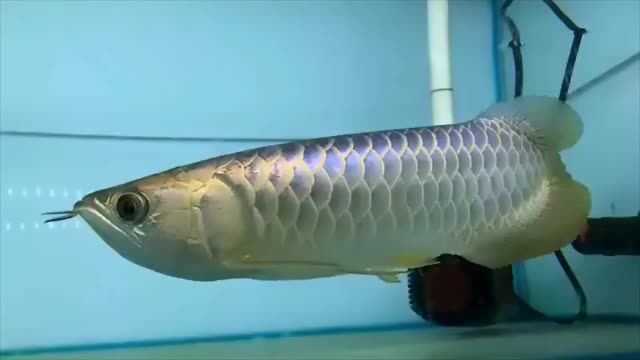 [2025]祥龍魚場藍珀金龍魚（藍底過背高端品質）視頻合集，祥龍魚場提供藍珀金龍魚（藍底過背高端品質）視頻合集，祥龍魚場展示高端藍珀金龍魚，視頻合集