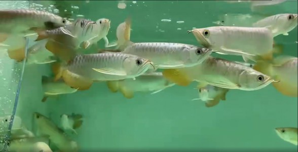 [2025]B級過背金龍魚：璀璨如星的觀賞珍品，水族箱中的亮眼存在，B級過背金龍魚，