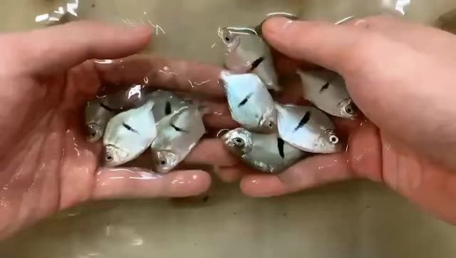 細線銀板魚魚苗批發：專為細線銀板魚魚苗批發設計的產品 細線銀板魚魚苗批發：專為細線銀板魚魚苗批發設計的產品 細線銀版魚