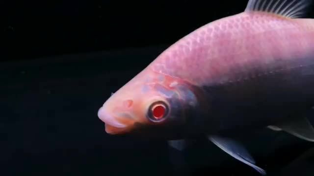 白子飛鳳魚(yú)培育成功全球首發(fā)：白子鳳鳳魚(yú)培育成功全球首發(fā) 白子飛鳳魚(yú)培育成功全球首發(fā)：白子鳳鳳魚(yú)培育成功全球首發(fā) 飛鳳魚(yú)