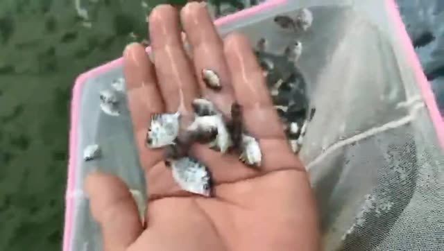 銀古魚苗：銀古魚苗期養殖技術 銀古魚苗：銀古魚苗期養殖技術 混養魚（配魚）