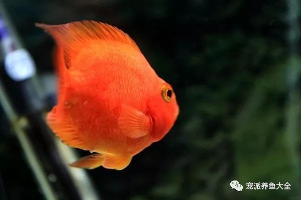 怎么判斷龍魚掉眼了：龍魚掉眼，癥狀剖析與精準(zhǔn)判斷之法