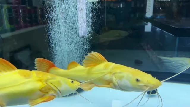 黃金貓魚能長多大？魚塘尺寸1米：成年黃金貓魚,黃金貓魚能長多大? 黃金貓魚能長多大？魚塘尺寸1米：成年黃金貓魚,黃金貓魚能長多大? 黃金貓魚