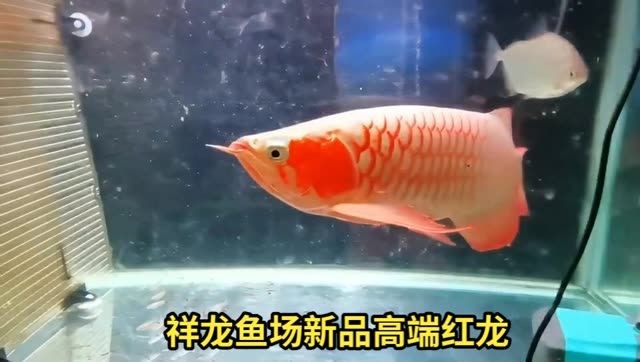 [2025]祥龍魚場新品超血紅龍魚：祥龍魚場新品超血紅龍魚場新品超血紅龍魚場新品